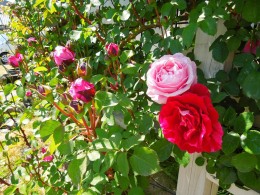 バラ ばら 薔薇 ５月８日 愛知の庭 外構デザイン ティーズガーデンスクエア