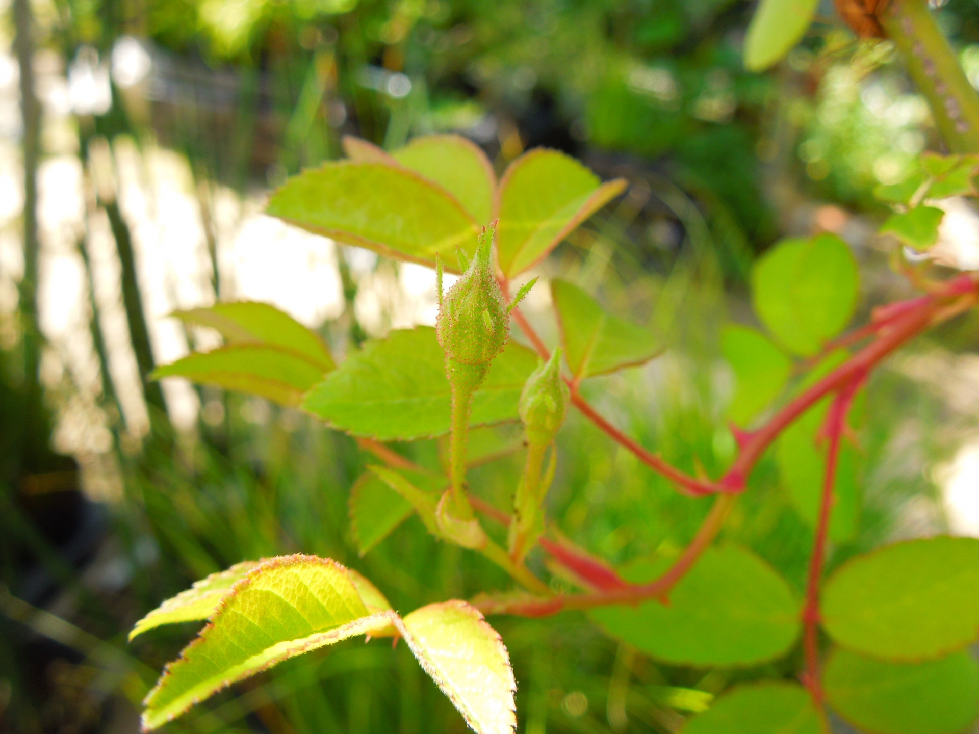 ポールズ・ヒマラヤン・ムスク