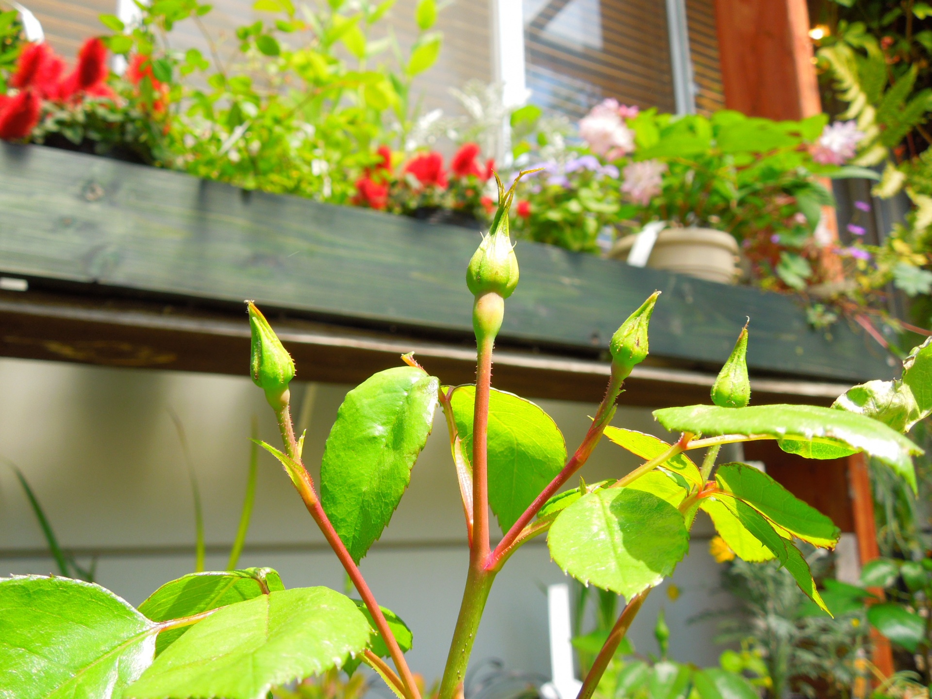 ボルデュール・ローズ