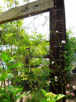 つるバラ ポールズ ヒマラヤン ムスク ５月２２日 愛知の庭 外構デザイン ティーズガーデンスクエア