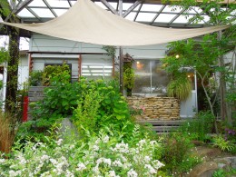 お庭のアジサイ アナベルとオタフク ５月３０日 愛知の庭 外構デザイン ティーズガーデンスクエア