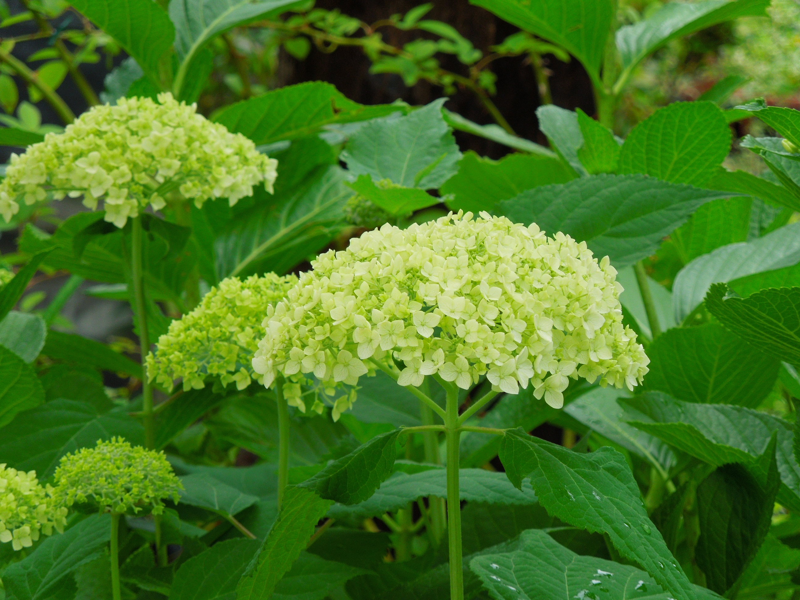 2013.５月アナベル