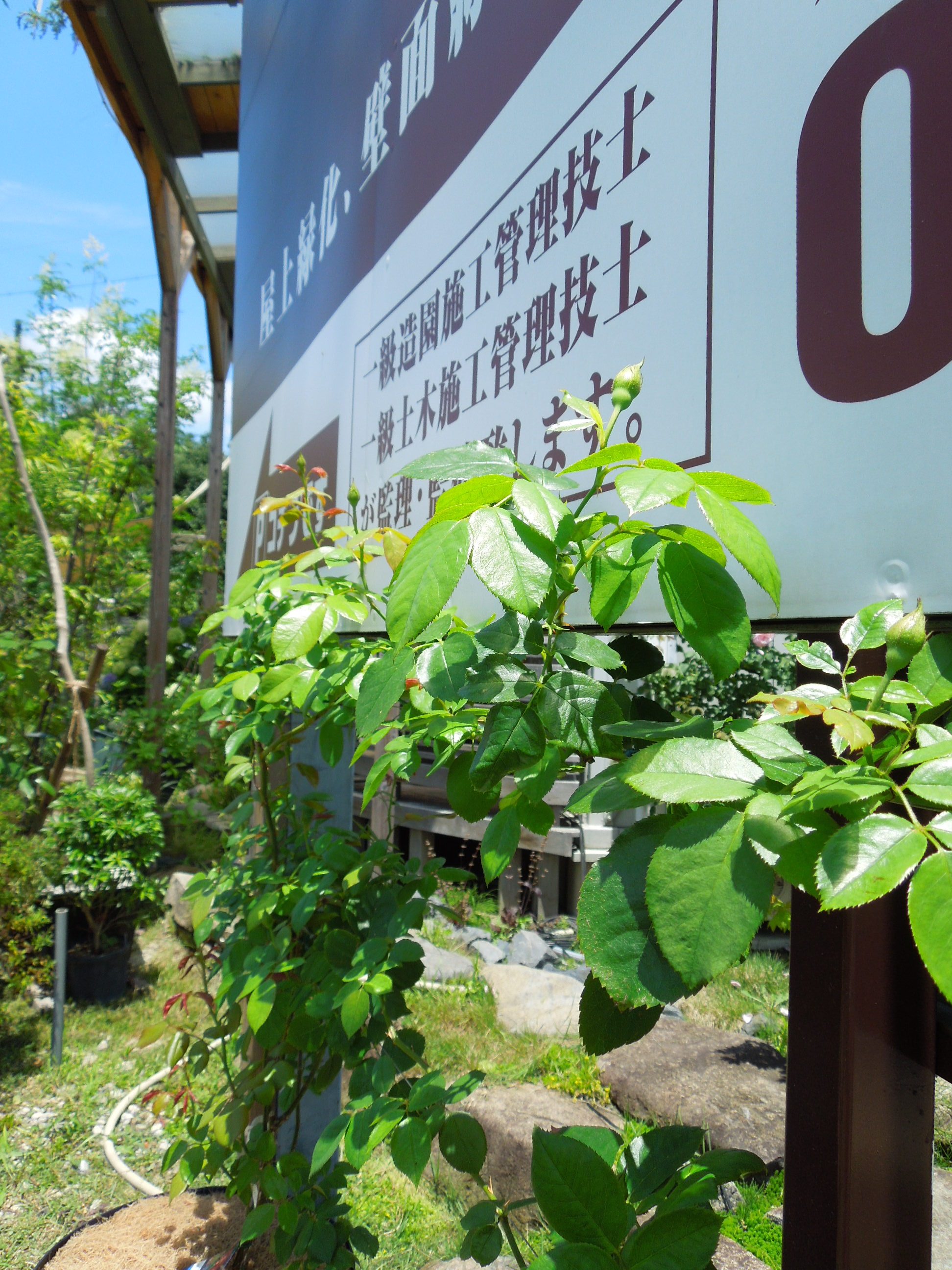 ギー・サヴォア蕾