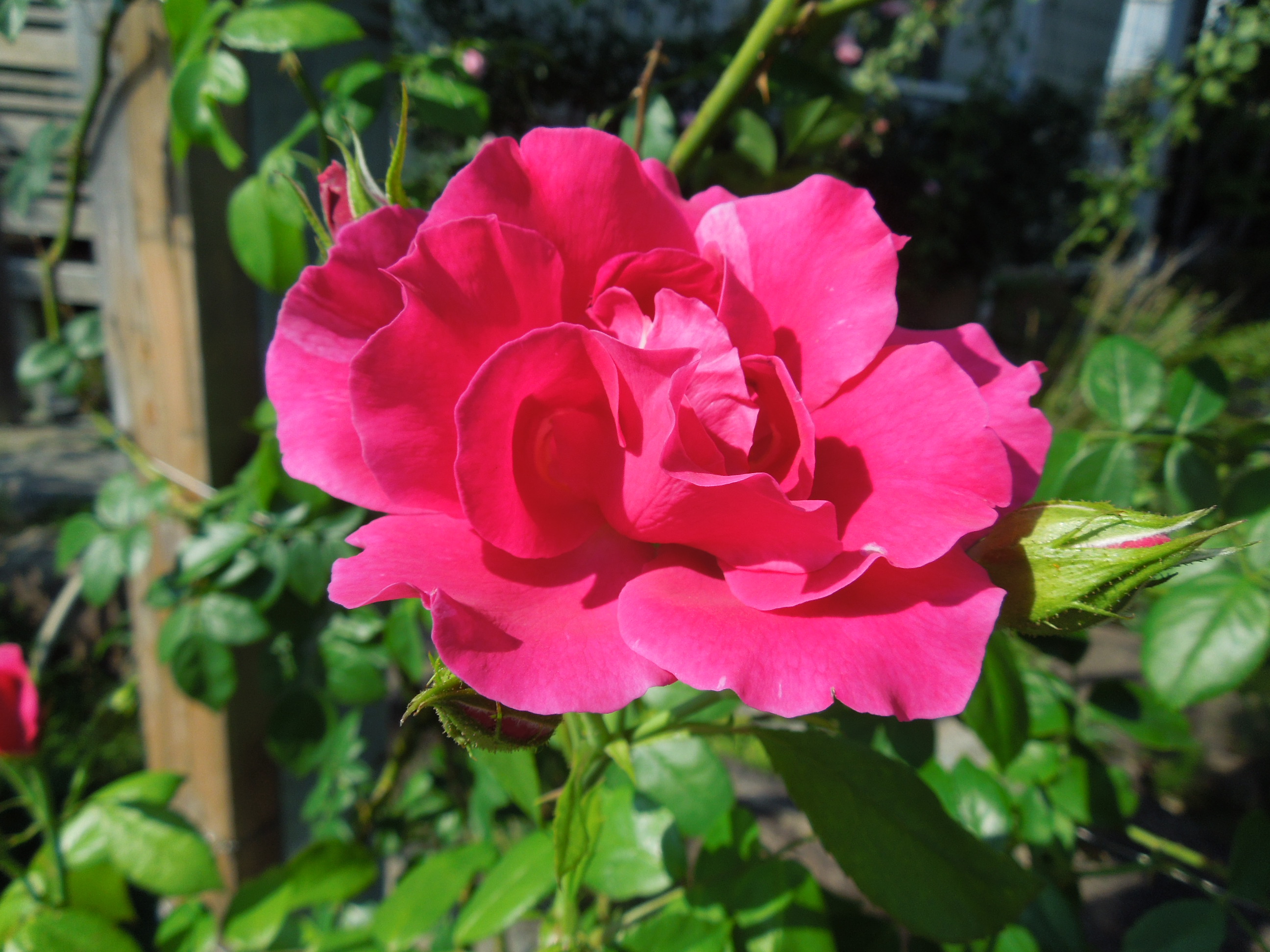 ギー・サヴォア花