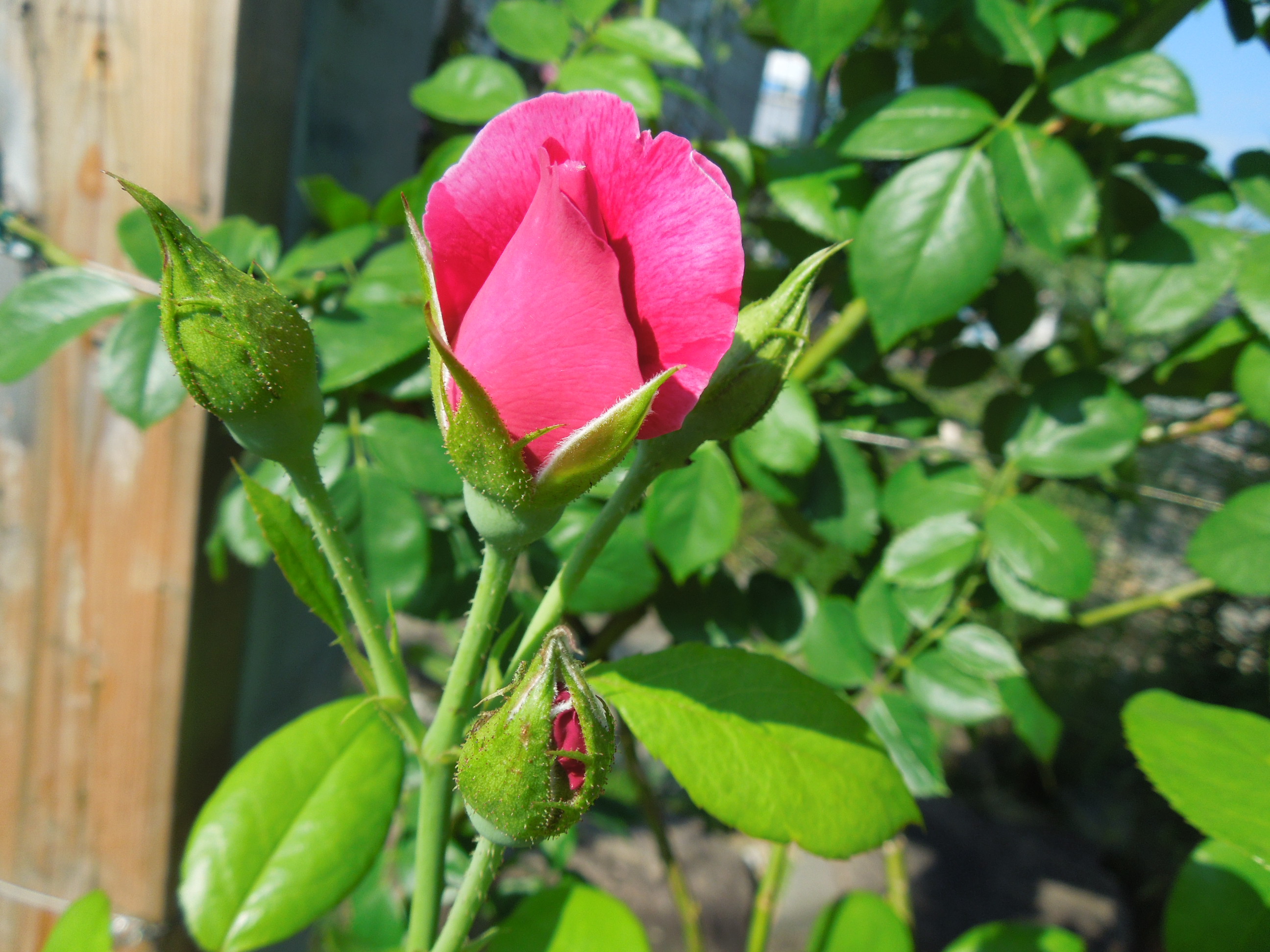 ギー・サヴォア蕾