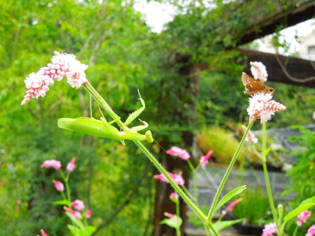 カマキリとセセリチョウ