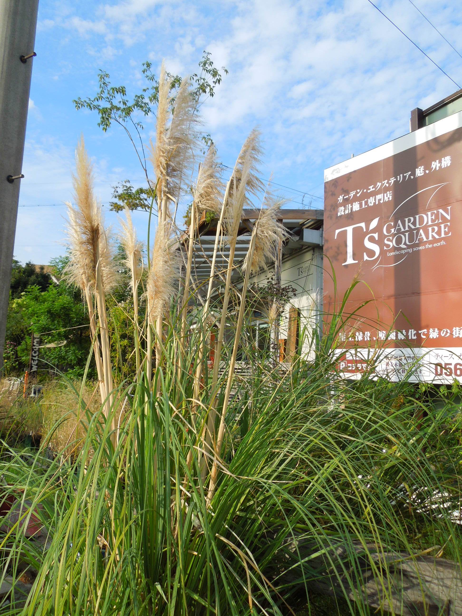 パンパスグラス