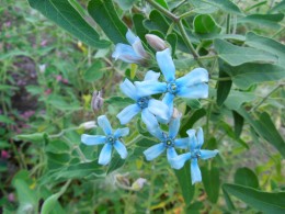 ブルースター オキシペタラム 空色の花 １０月９日 愛知の庭 外構デザイン ティーズガーデンスクエア