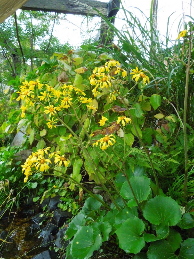 ツワブキ花