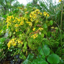 ツワブキ花