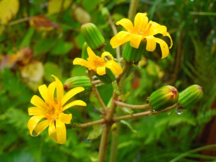 ツワブキ花蕾