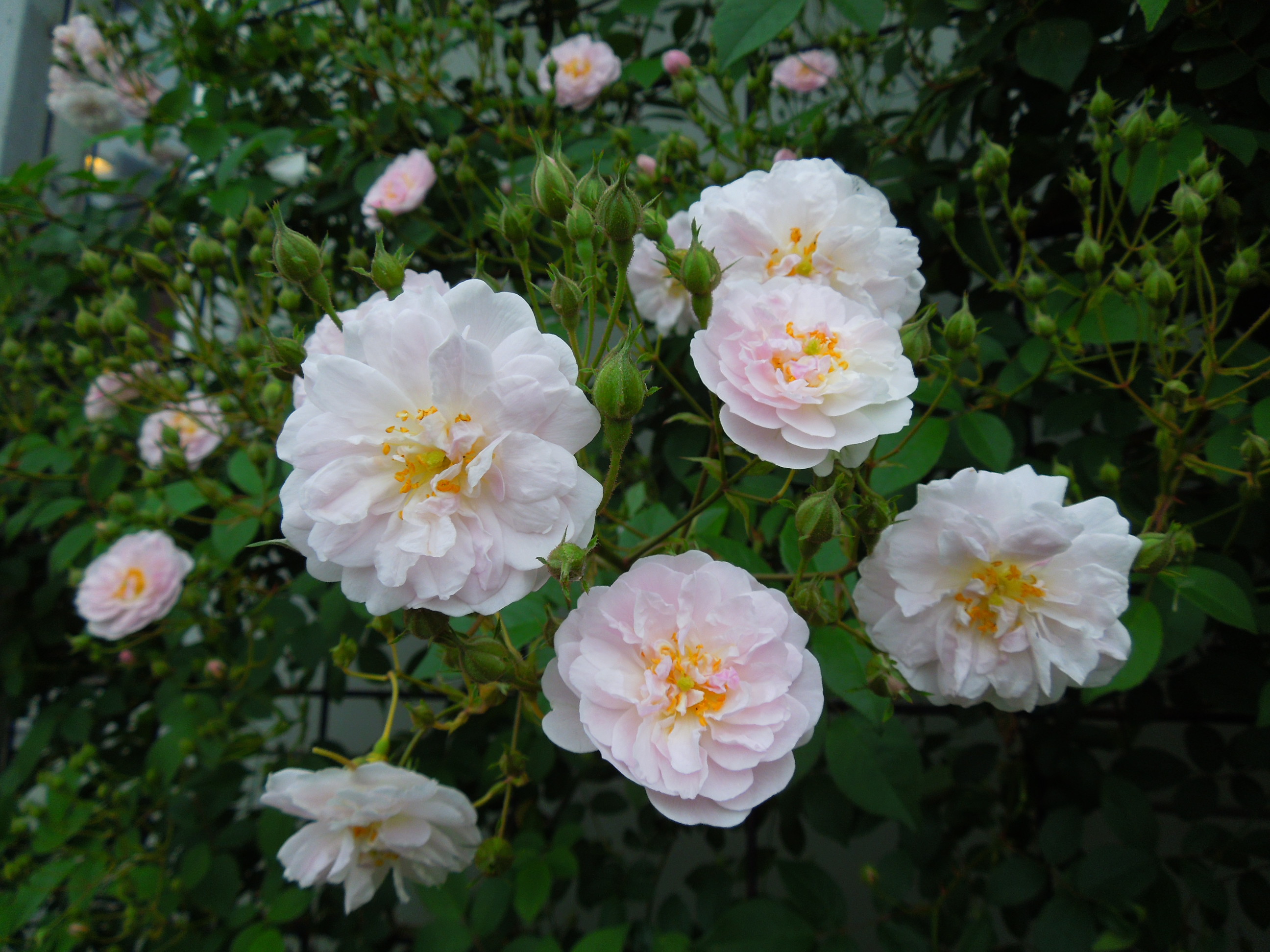 ポールズ・ヒマラヤン・ムスク花