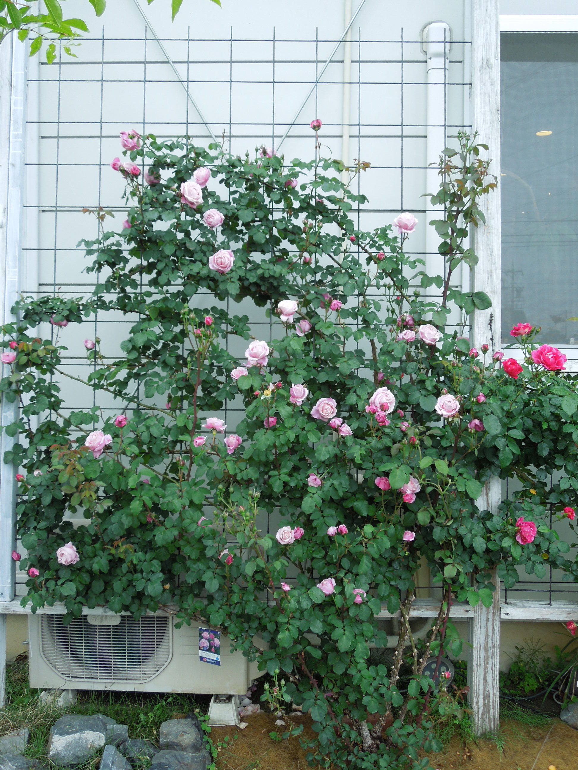 シャンテ・ロゼ・ミサト