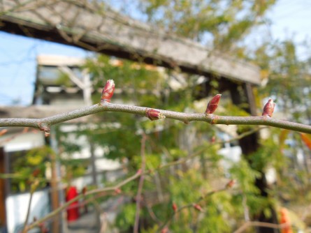 車輪モッコウバラの芽