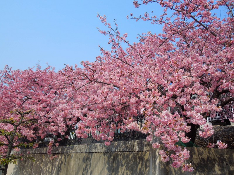 河津桜