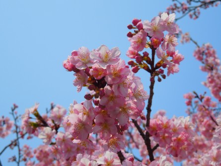 河津桜