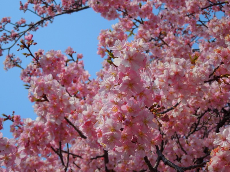 河津桜