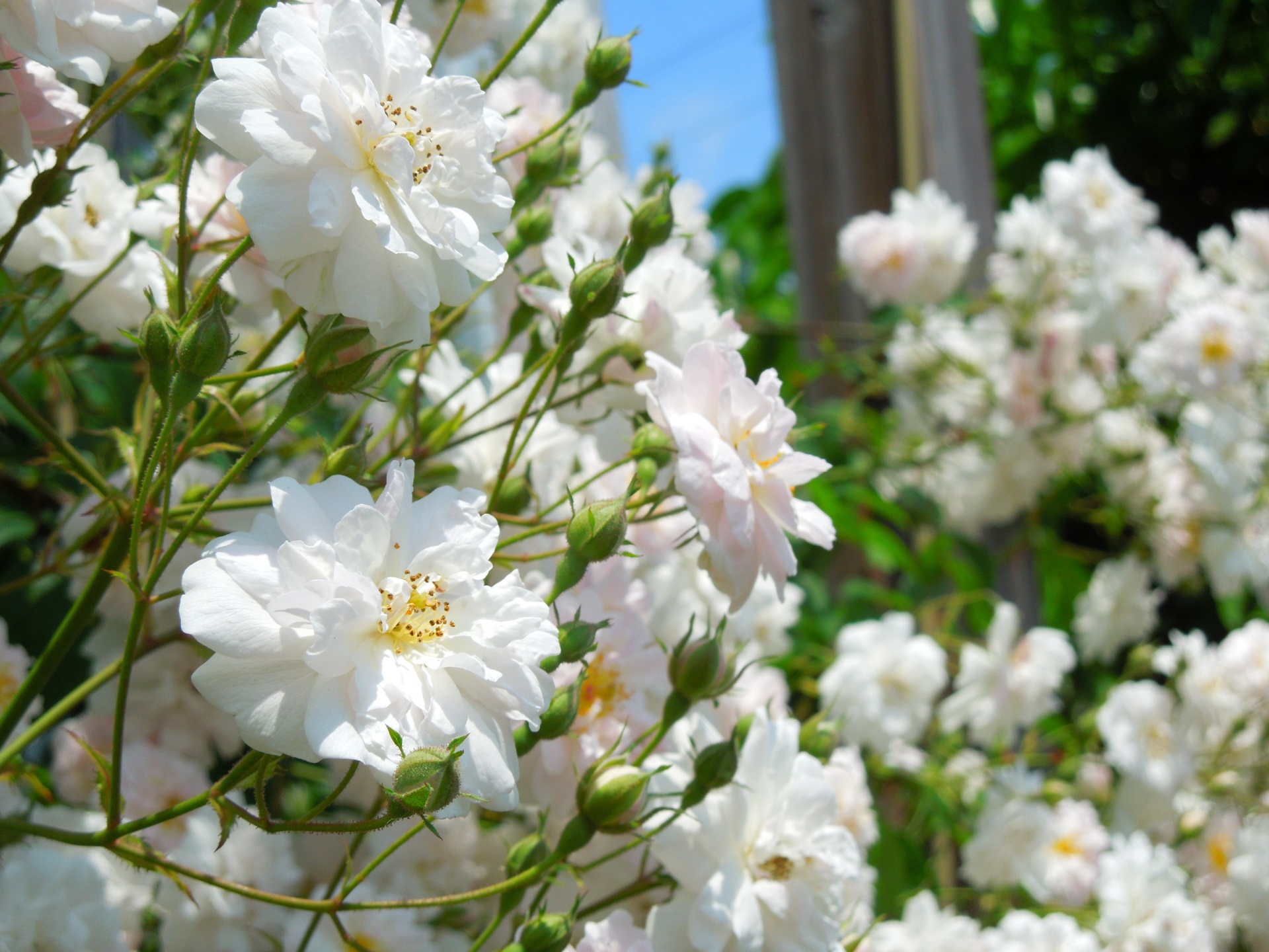 ポールズヒマラヤンムスク