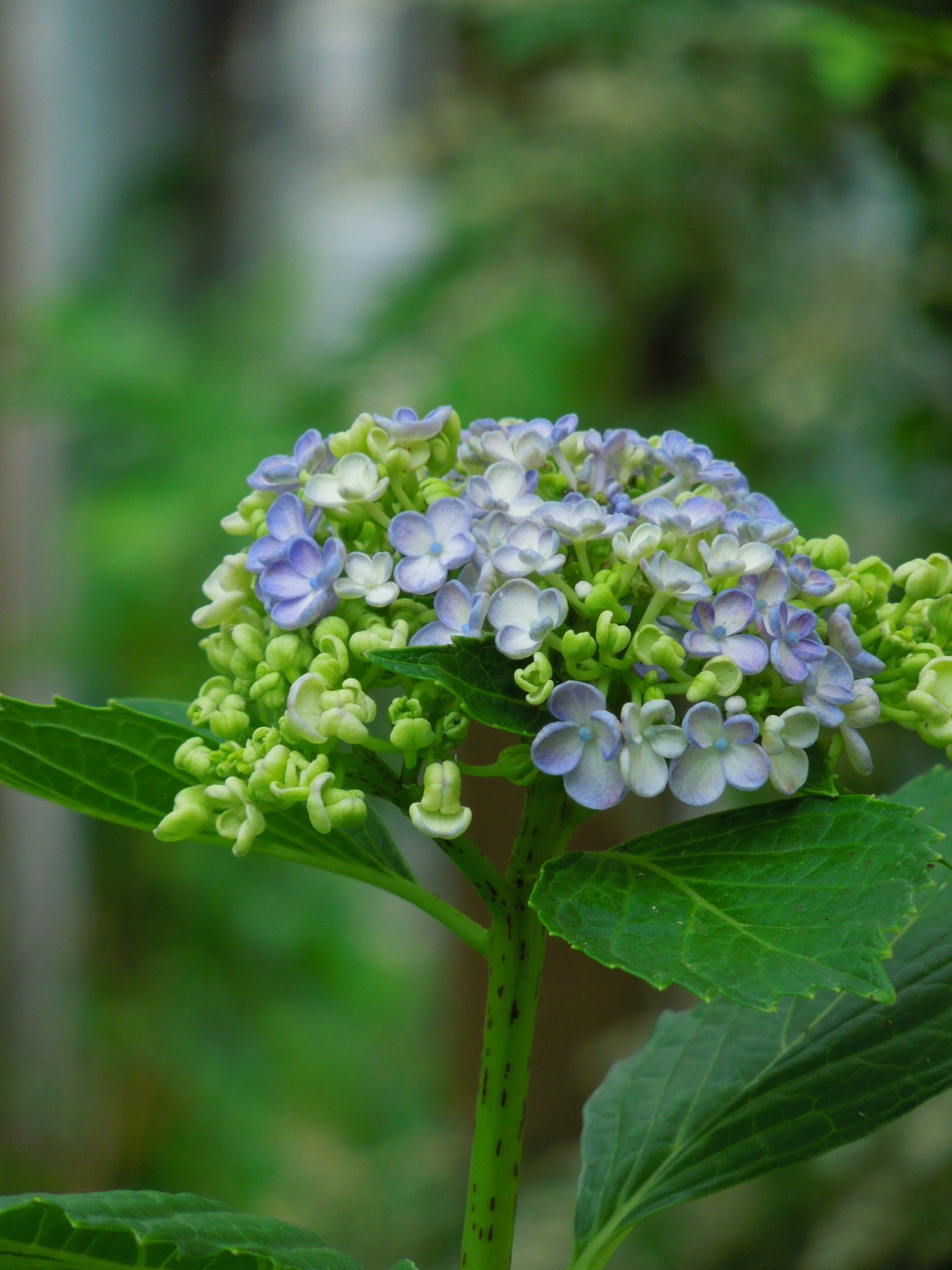 オタフクアジサイ