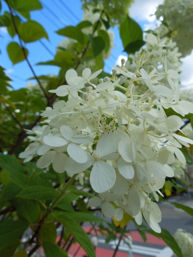 ノリウツギ・ライムライト装飾花