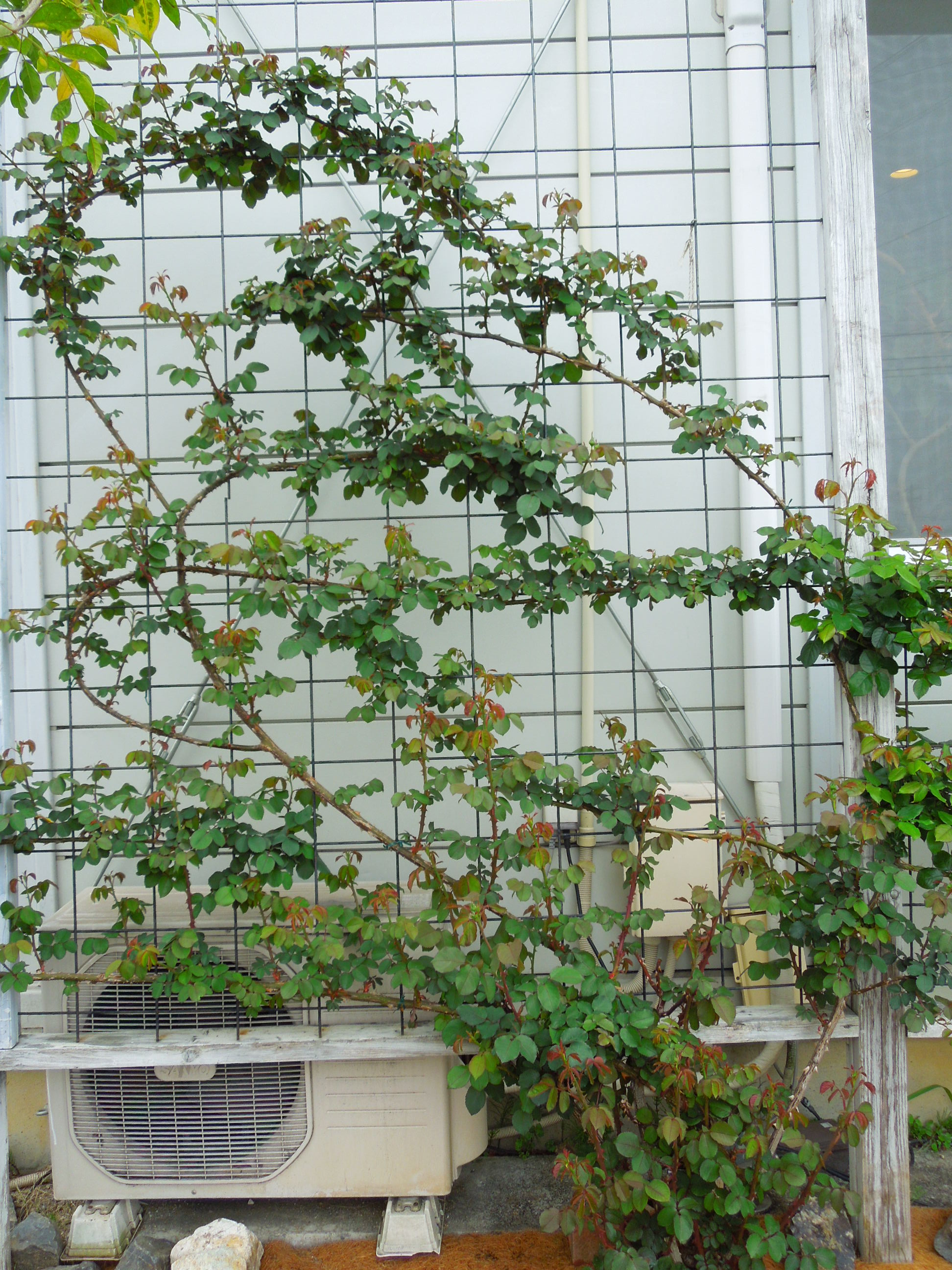 壁面シャンテ・ロゼ・ミサト