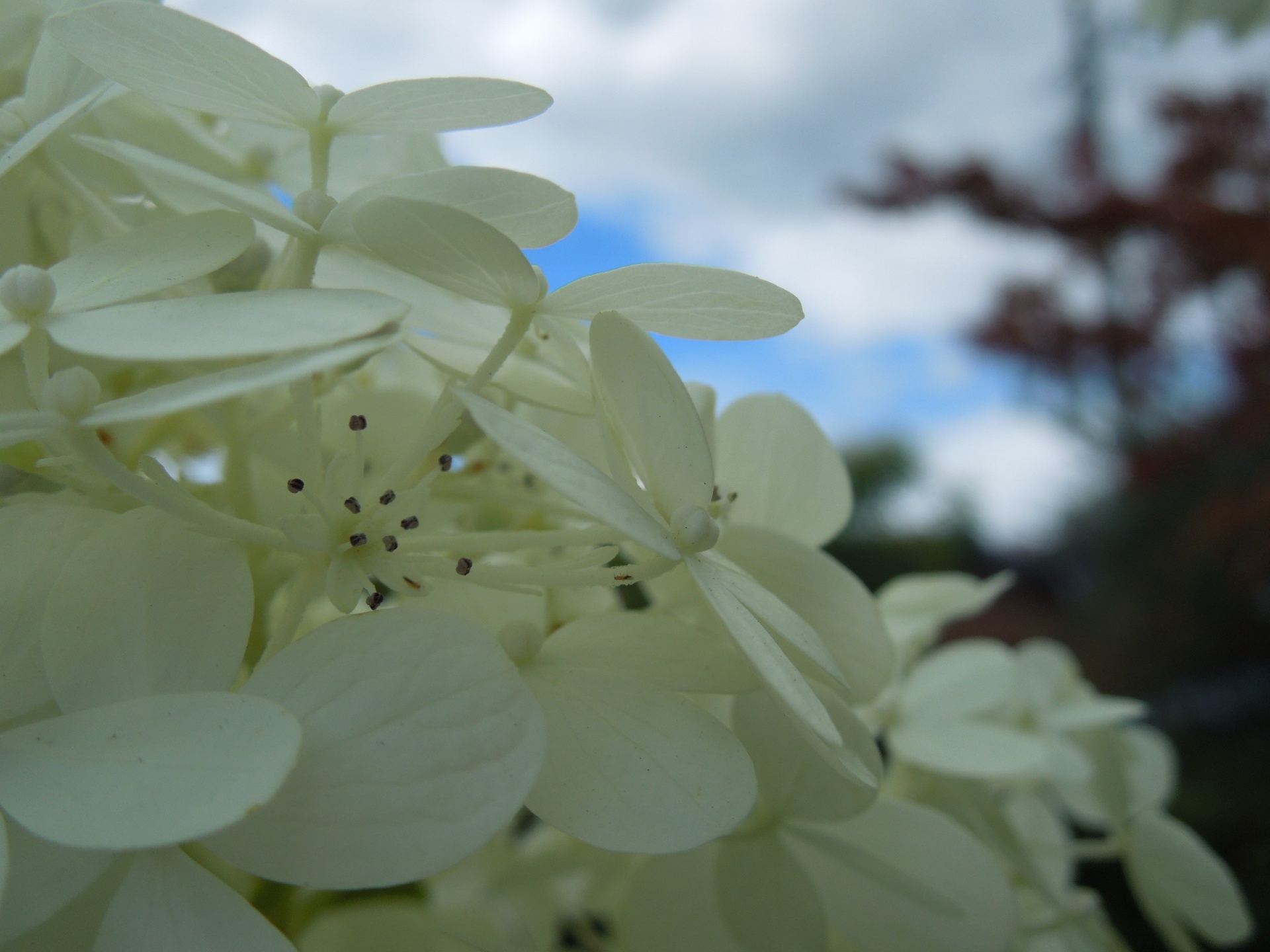 ノリウツギ・ライムライト真花