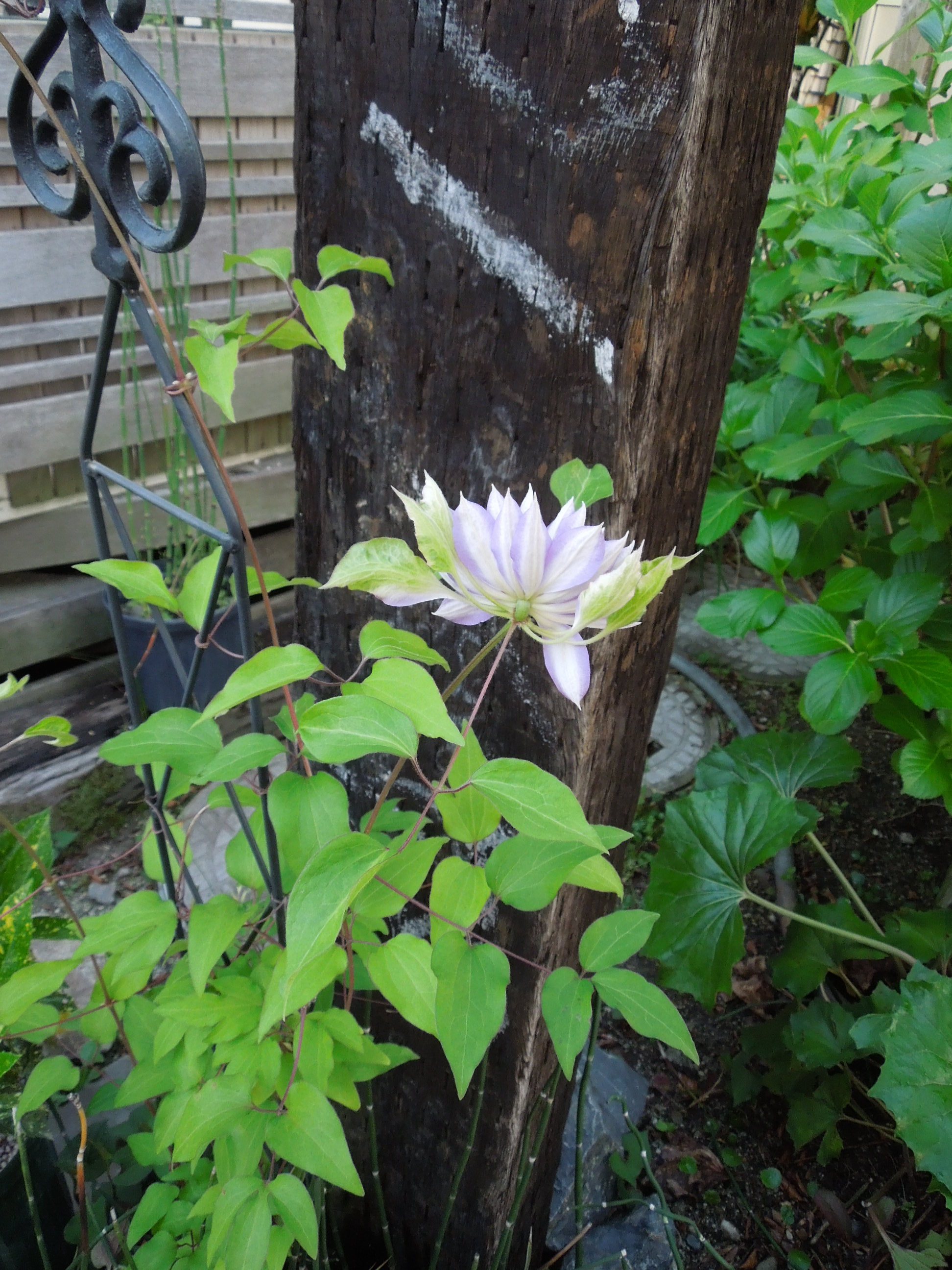 クレマチス裏側