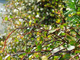 小さな丸い葉がかわいいワイヤープランツ 1 29 愛知の庭 外構デザイン ティーズガーデンスクエア