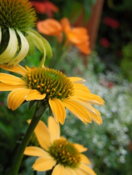 夏の花 エキナセア 14 6 27 愛知の庭 外構デザイン ティーズガーデンスクエア 夏の花 エキナセア 14 6 27 愛知の庭 外構デザイン ティーズガーデンスクエア