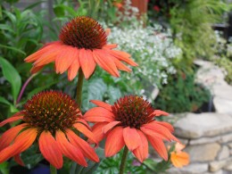 夏の花 エキナセア 14 6 27 愛知の庭 外構デザイン ティーズガーデンスクエア 夏の花 エキナセア 14 6 27 愛知の庭 外構デザイン ティーズガーデンスクエア