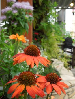 夏の花 エキナセア 14 6 27 愛知の庭 外構デザイン ティーズガーデンスクエア 夏の花 エキナセア 14 6 27 愛知の庭 外構デザイン ティーズガーデンスクエア