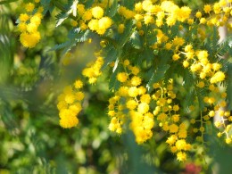 春を告げる花 ミモザ が鮮やか 愛知の庭 外構デザイン ティーズガーデンスクエア