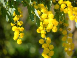 春を告げる花 ミモザ が鮮やか 愛知の庭 外構デザイン ティーズガーデンスクエア