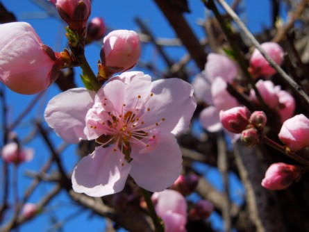 桃の花