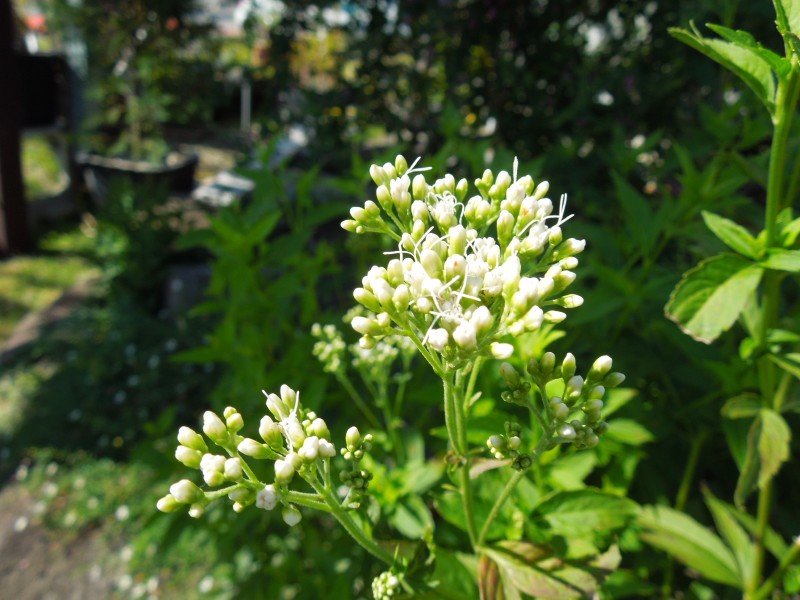 白花フジバカマ