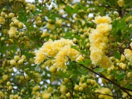 やさしい甘い香り クリーム色のモッコウバラ 愛知の庭 外構デザイン ティーズガーデンスクエア