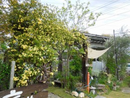 やさしい甘い香り クリーム色のモッコウバラ 愛知の庭 外構デザイン ティーズガーデンスクエア