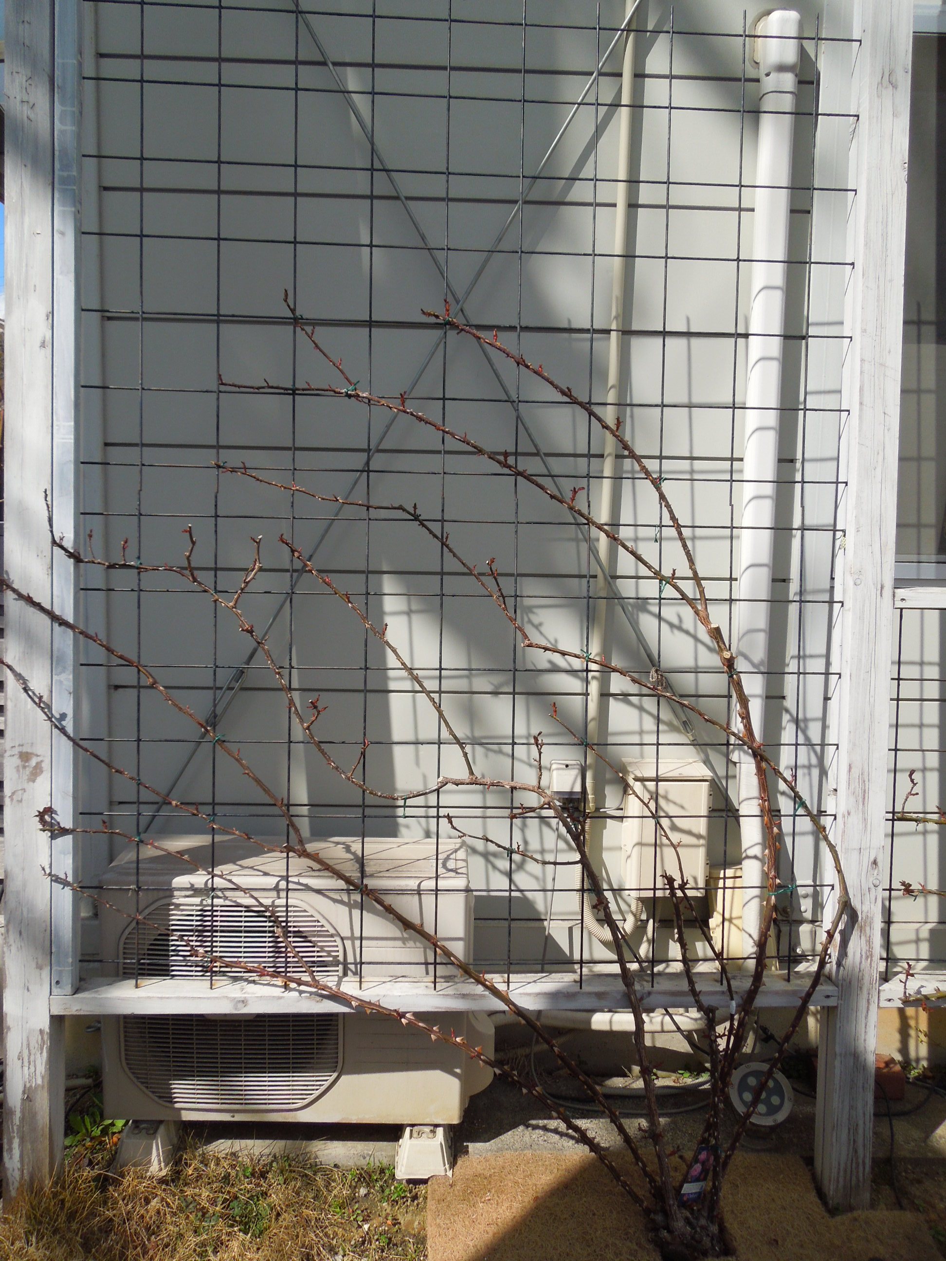 シャンテロゼミサト