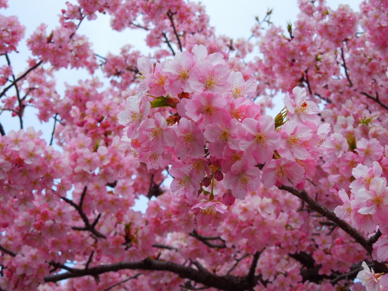 河津桜