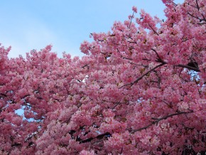 河津桜