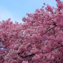 河津桜