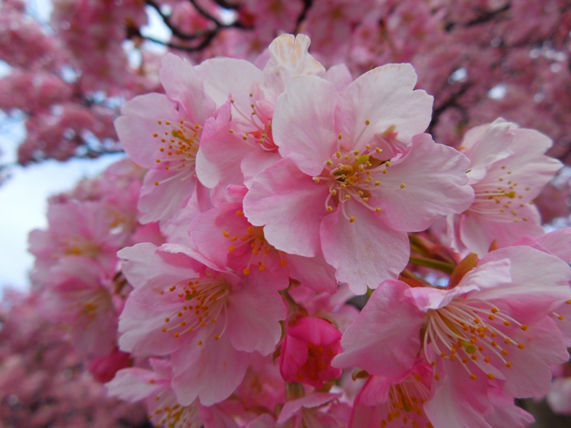 河津桜