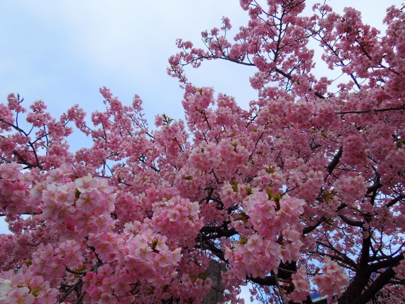 河津桜