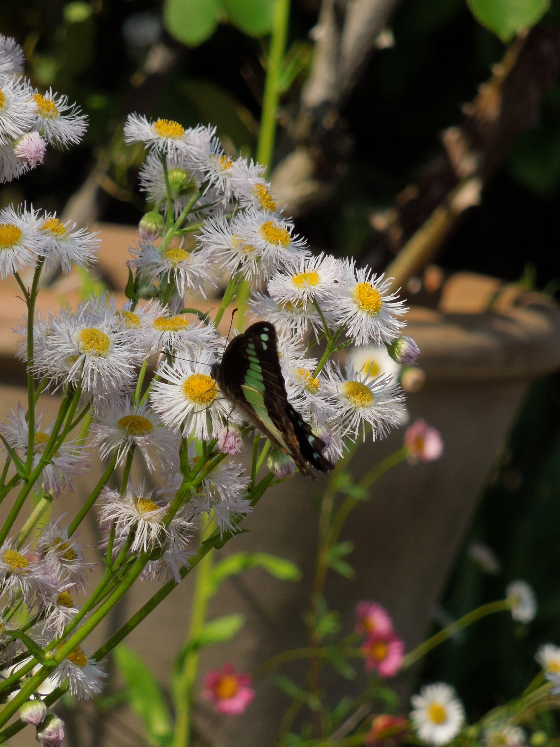 アオスジアゲハ