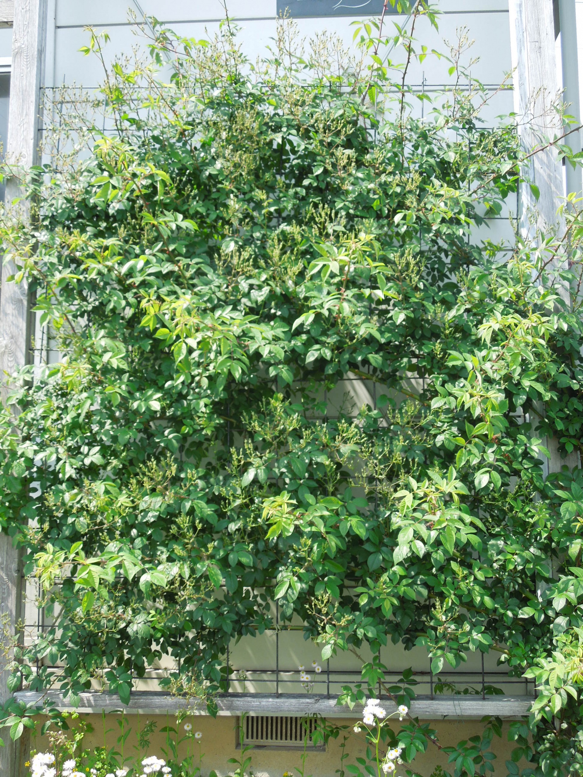 ポールズ・ヒマラヤン・ムスク