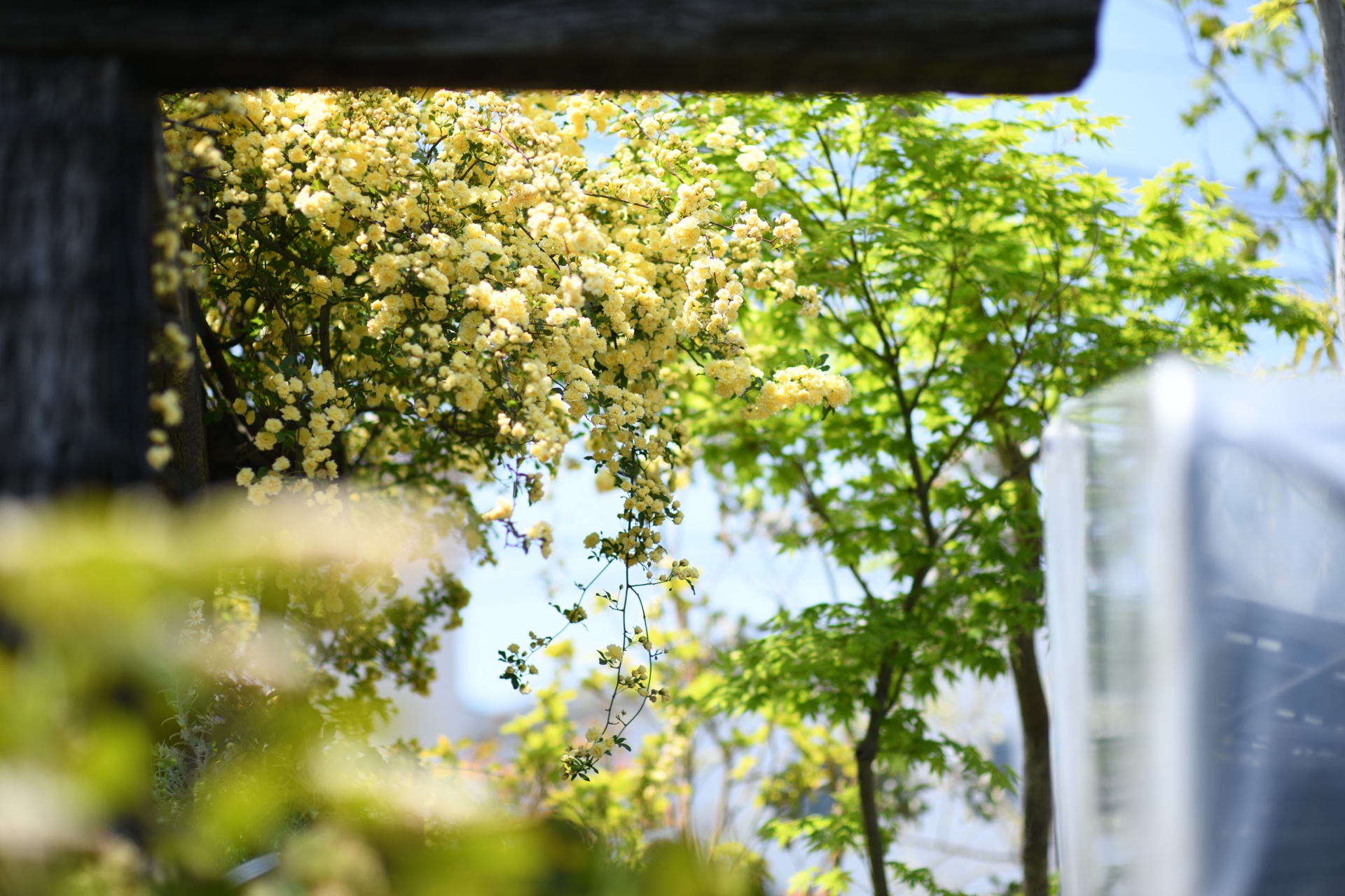 枕木モッコウバラ