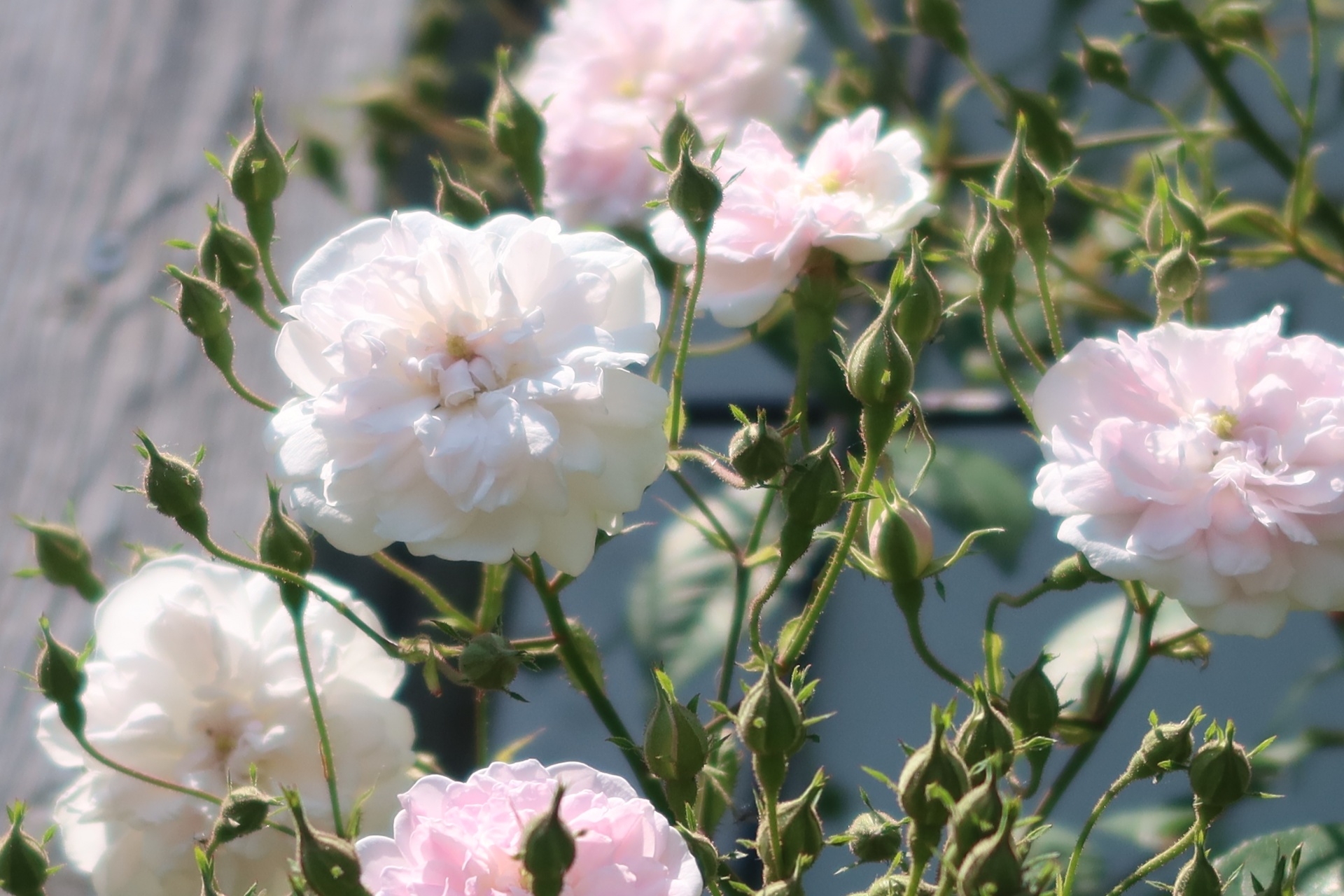 ポールズ・ヒマラヤン・ムスク