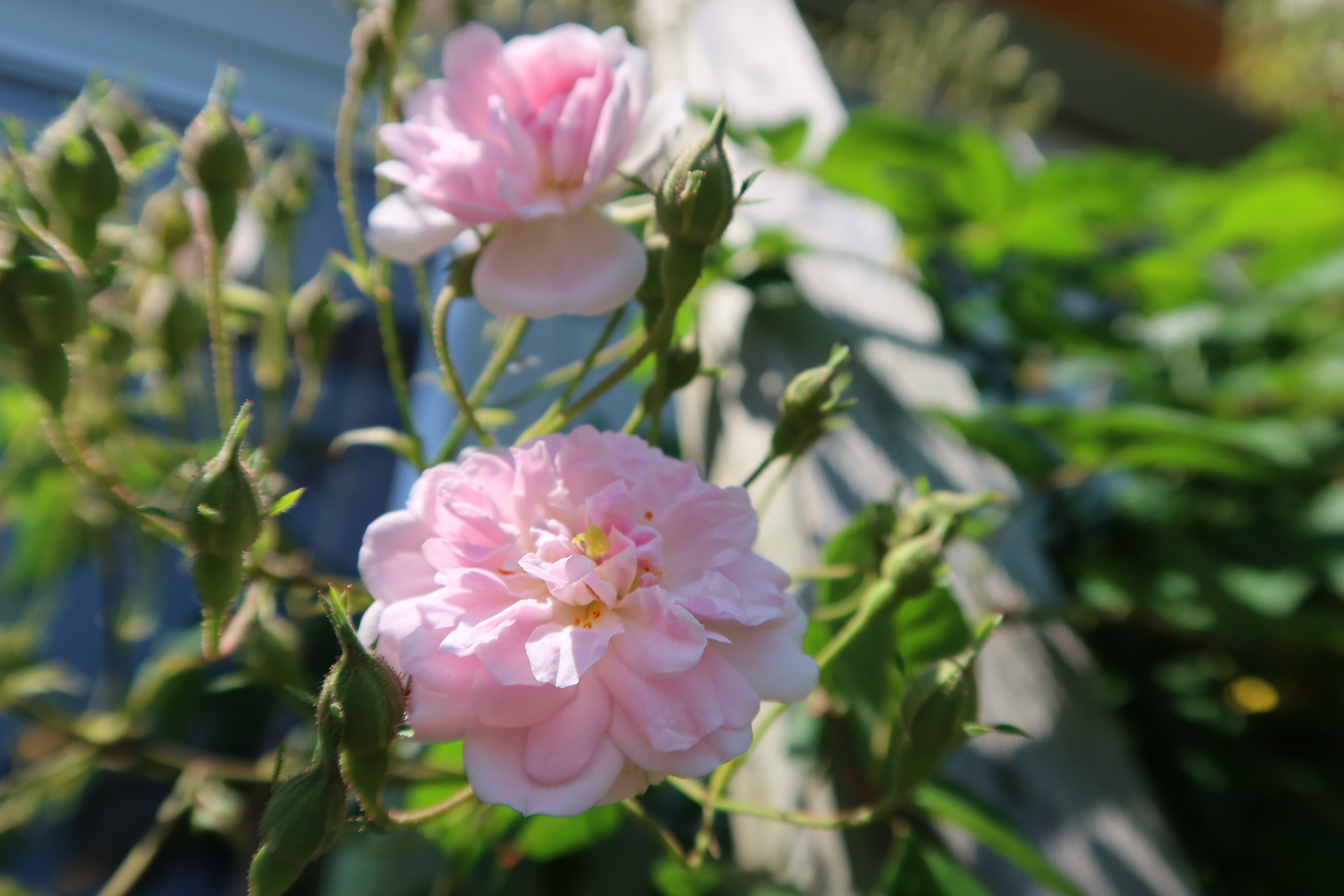 ポールズ・ヒマラヤン・ムスク