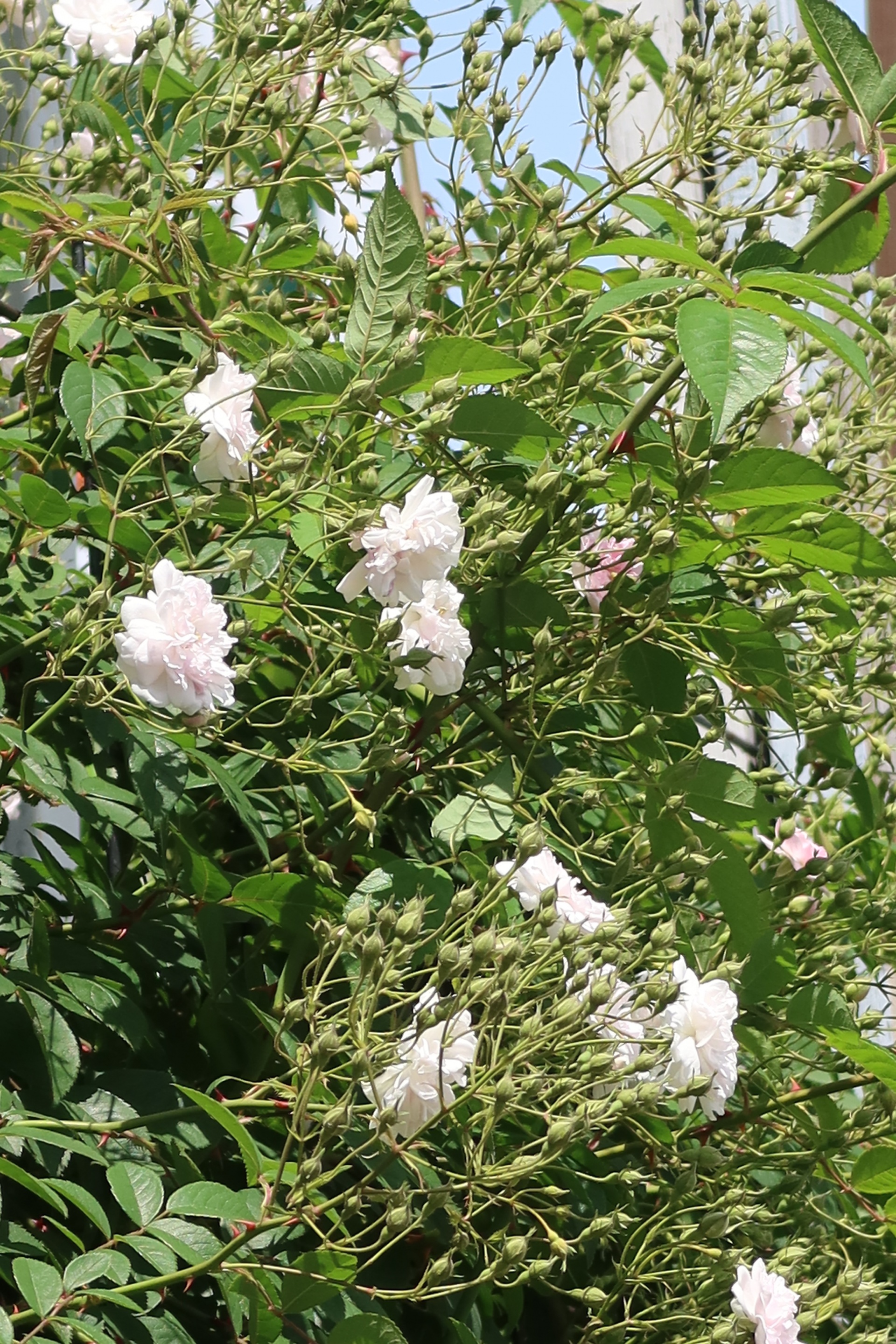 ポールズ・ヒマラヤン・ムスク