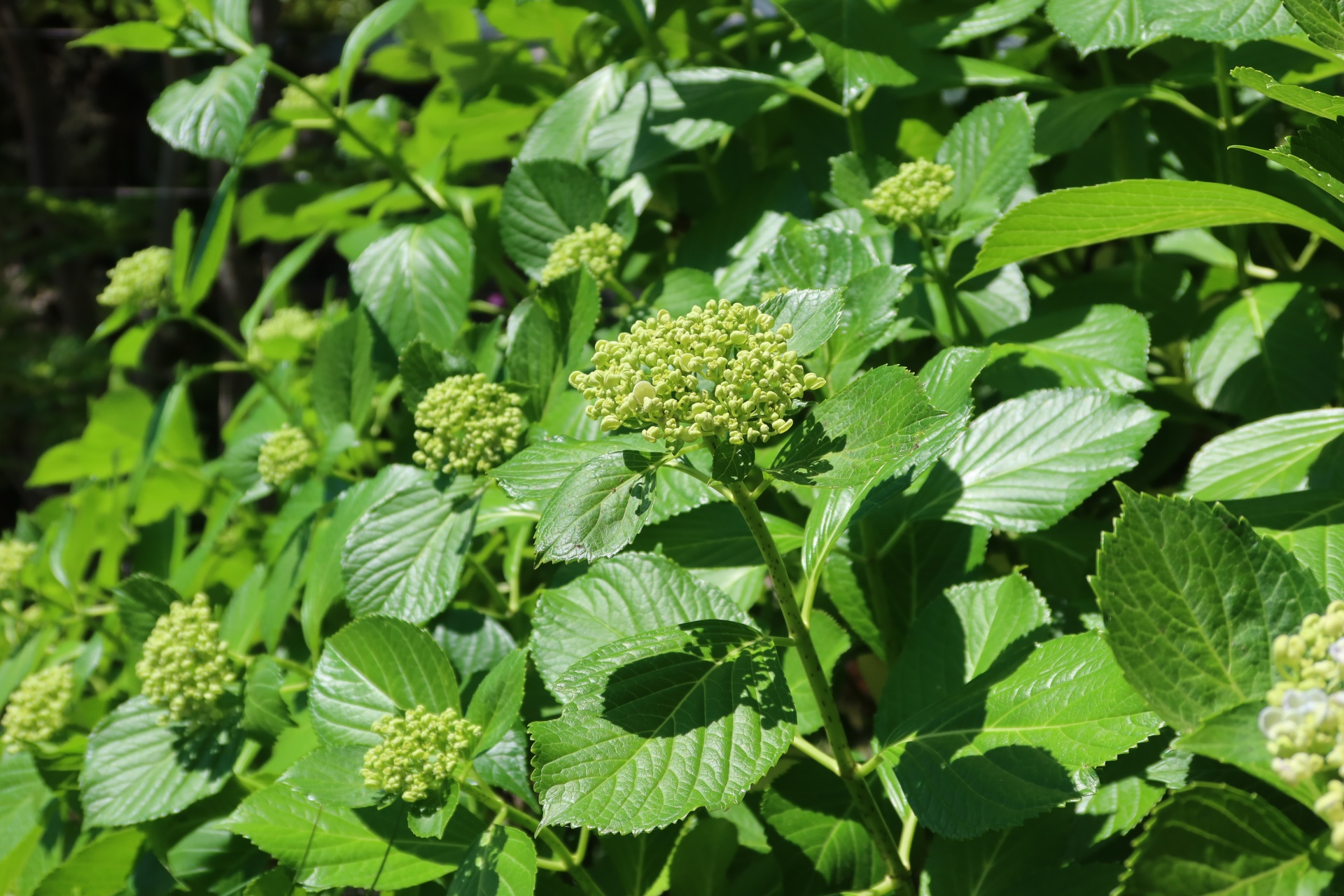 オタフクアジサイ